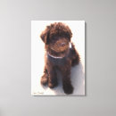 Zoek naar labradoodle meer kunst Huisdier