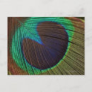 Recherche de plumes paon cartes postales Nature