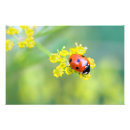 Recherche de coccinelle posters Plante