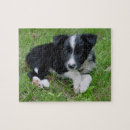 Recherche de border collie puzzles Frontière