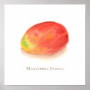 Recherche de mangue art Fruit