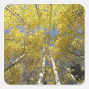 Recherche de bosquet autocollants Nature