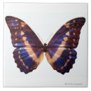 Recherche de ailes carreaux Papillon