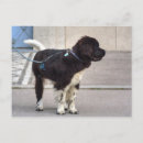 Zoek naar bruine witte hond briefkaarten Vlekken