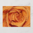 Recherche de sensuelle cartes postales Rose