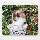 Recherche de chaton persan Chatons