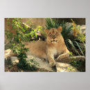 Recherche de lioness posters Animal