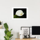 Zoek naar lelie bloemen posters Lelies