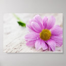 Recherche de valeur posters Mat