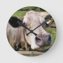 Zoek naar rund posters Vee