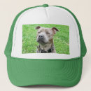 Recherche de bull terrier casquettes Dog