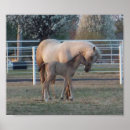 Zoek naar pasgeboren posters Paard