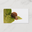 Recherche de escargot cartes visite Nature