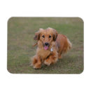 Zoek naar bruine kleur magneten Bob en pam langrish