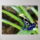 Recherche de darters posters Wildlife