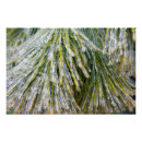 Recherche de aiguilles de pin art Hiver