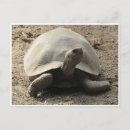 Recherche de galapagos cartes postales Tortue géante
