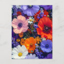 Recherche de fleurs de champ cartes postales Botanique