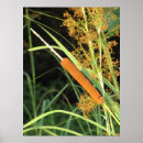 Recherche de cattails posters Nature