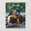 Recherche de tri cartes postales Animaux