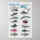 Recherche de game posters Wildlife
