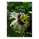 Recherche de fleurs comestibles cartes postales Botanique