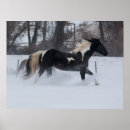 Recherche de troupeau de chevaux sauvages posters Superstock
