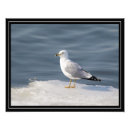 Recherche de ornithologie art Faune