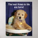 Recherche de chiot golden retriever posters Chiens
