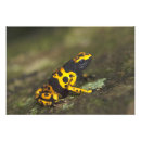 Recherche de dendrobates posters Jaune