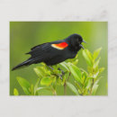 Recherche de phoeniceus Agelaius phoeniceus