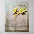 Recherche de herbier posters Feuille