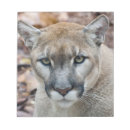 Zoek naar florida panter posters Beest
