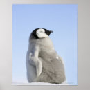 Recherche de pingouin bébé posters Pingouins