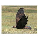 Zoek naar golden eagle kunst Foto