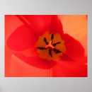 Zoek naar binnen posters Fotografie