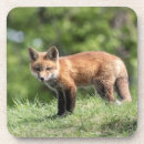 Recherche de kit dessous de verres Animal