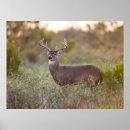 Recherche de cerf virginie posters Animal