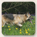 Recherche de alsacien dessous de verres Chien