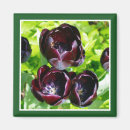 Recherche de tulipes noires magnets Pour tous