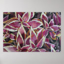 Zoek naar coleus posters Planten