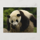 Zoek naar sichuan provincie kaarten Fauna