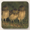 Recherche de habitat dessous de verres Personne