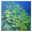 Recherche de natation carreaux Poissons