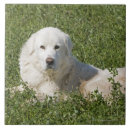 Recherche de chien de berger carreaux Animaux domestiques
