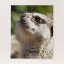 Recherche de meerkat puzzles Animal