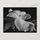 Recherche de orchidée noire cartes postales Fleurs