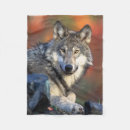 Recherche de loup photographie Image de loup