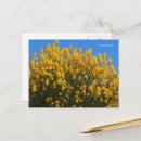 Recherche de indigo cartes postales Fleur sauvage