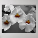 Zoek naar rode orchidee posters Geel